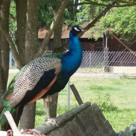 Resort Park- Scout Waldbrunn (Baden-Wurttemberg)